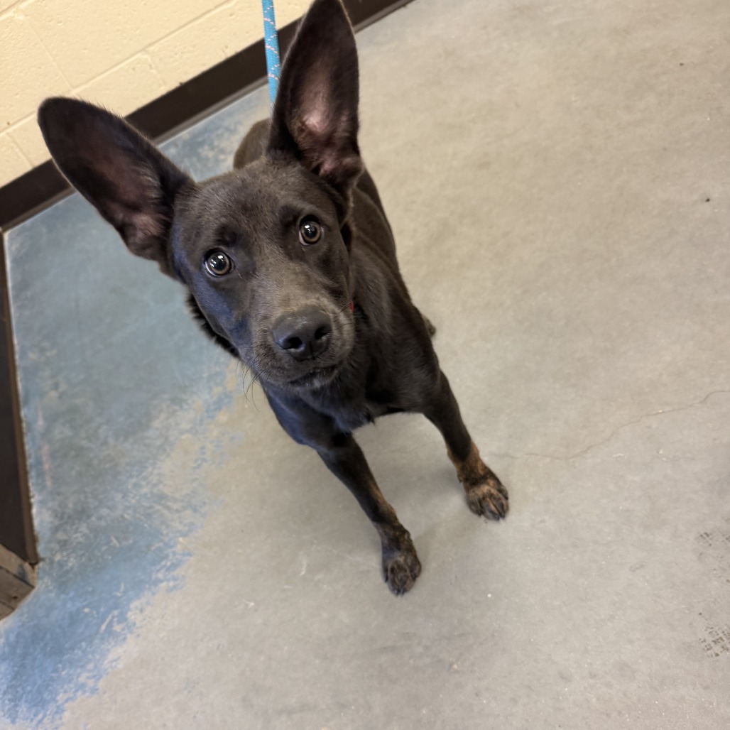 Shelter Stray Male Dog last seen , 2350 Appling City Cove, Memphis, TN 38133, USA
