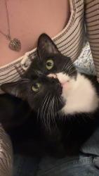 Reunited Female Cat last seen Woodland dr, Schaumburg, IL 60173