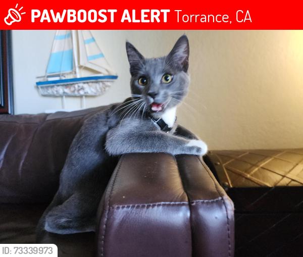 Lost Male Cat last seen Artesia and Yukon, Torrance Terrace apmts, Torrance, CA 90504