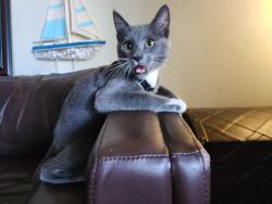 Lost Male Cat last seen Artesia and Yukon, Torrance Terrace apmts, Torrance, CA 90504