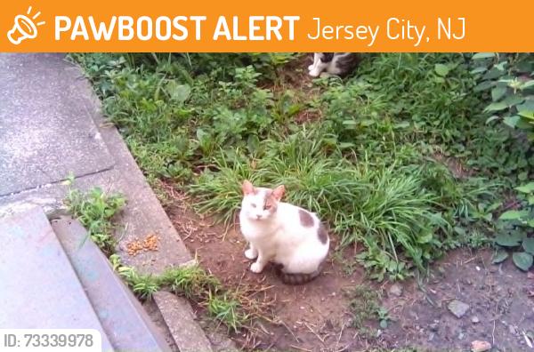 Found/Stray Male Cat last seen seaview ave, Jersey City, NJ 07305
