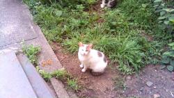 Found/Stray Male Cat last seen seaview ave, Jersey City, NJ 07305