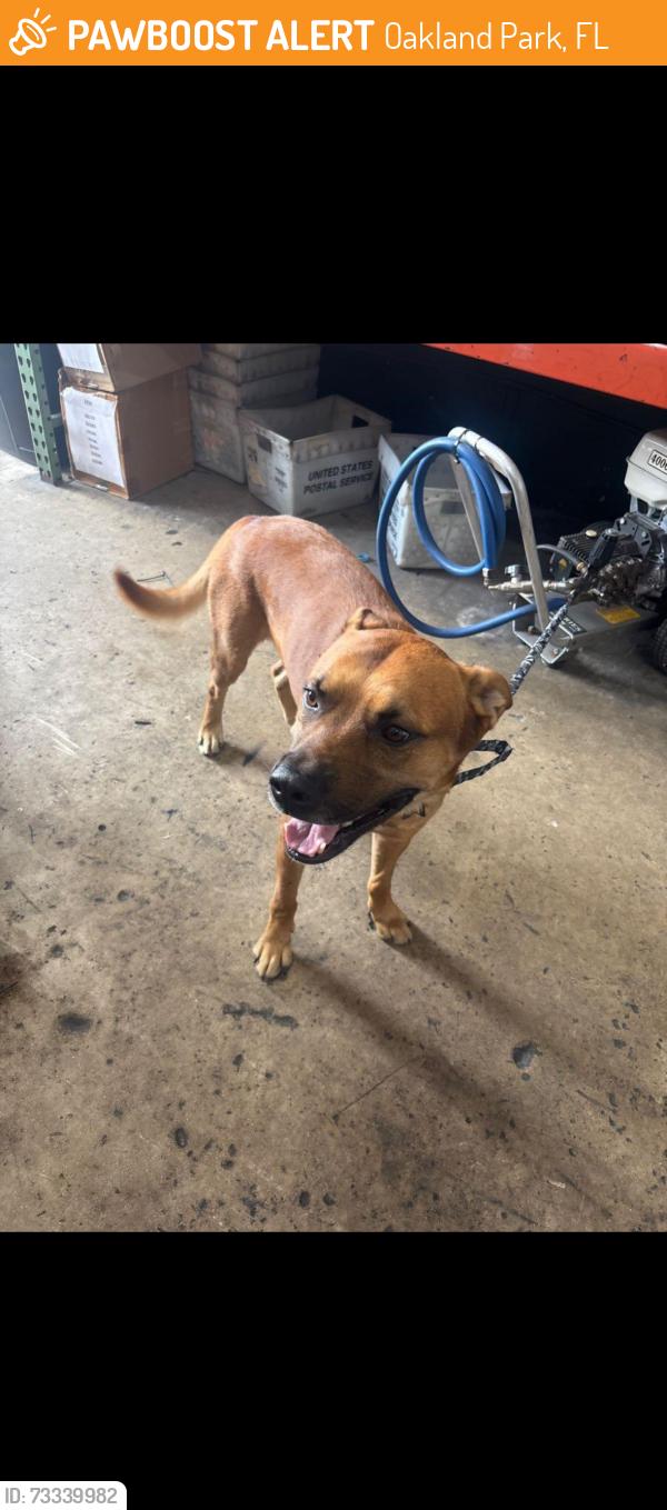 Found/Stray Male Dog last seen OTD Florida Delivery warehouse, Oakland Park, FL 33334