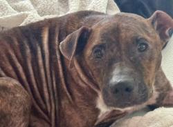Found/Stray Female Dog last seen Main Rd Johns Island, Johns Island, SC 29455