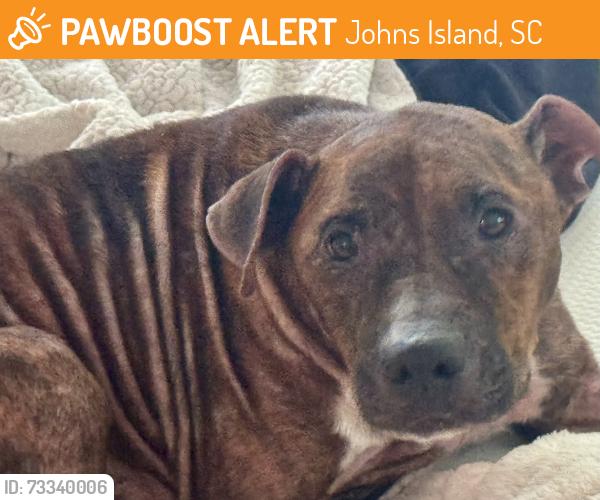 Found/Stray Female Dog last seen Main Rd Johns Island, Johns Island, SC 29455