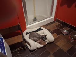 Reunited Unknown Cat last seen S. 16th Ave/Adams St., Hollywood, FL 33020