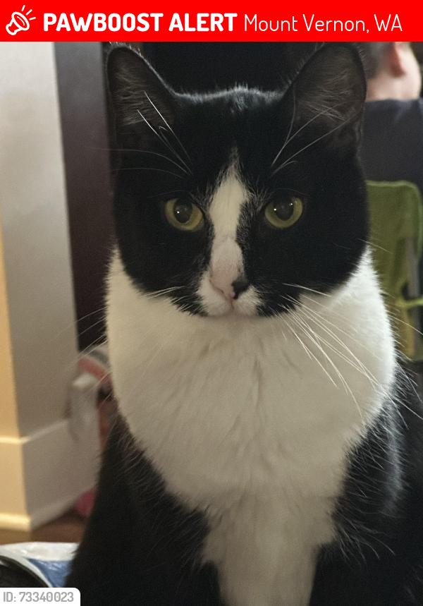 Lost Female Cat last seen Laventure, Mount Vernon, WA 98274