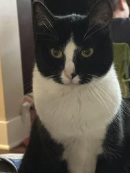 Lost Female Cat last seen Laventure, Mount Vernon, WA 98274