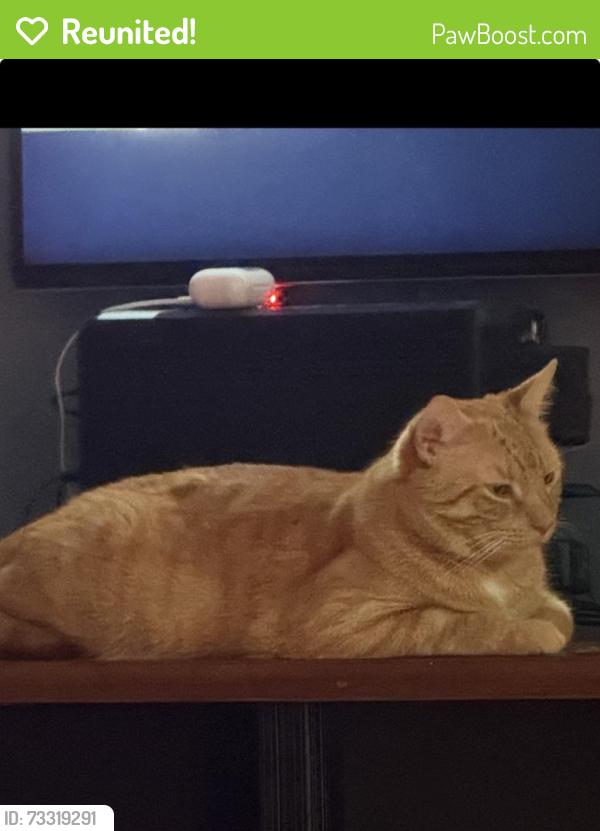 Reunited Male Cat last seen Pinewood manor big blue and oleaster, Wellington, FL 33414