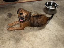 Found/Stray Female Dog last seen Newport & Nickens, Garland, TX 75043
