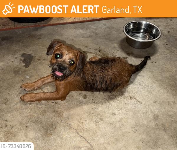 Found/Stray Female Dog last seen Newport & Nickens, Garland, TX 75043