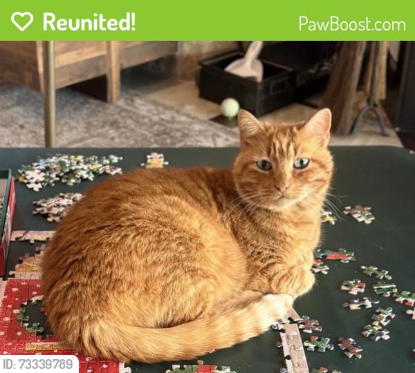Reunited Male Cat last seen Near Carney Ln, Wimberley, TX 78676, USA, Wimberley, TX 78676