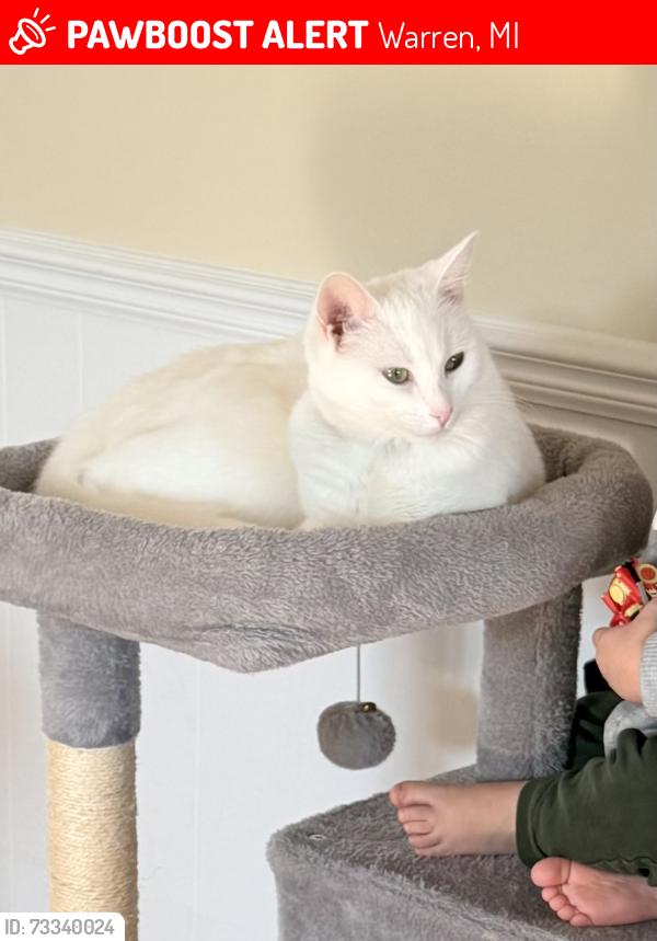 Lost Female Cat last seen 13 Mile & Mound, Warren, MI 48092