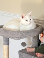 Lost Female Cat last seen 13 Mile & Mound, Warren, MI 48092