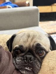 Reunited Male Dog last seen ridge route, near Trabuco, Lake Forest, CA 92630