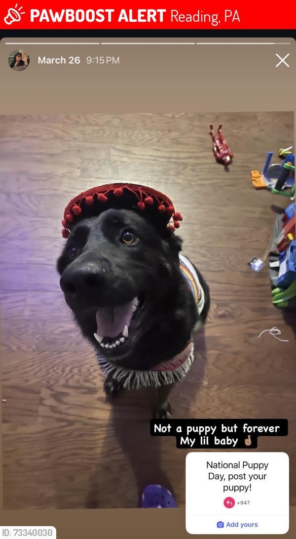 Lost Female Dog last seen Perkiomen ave, Reading, PA 19602
