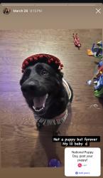 Lost Female Dog last seen Perkiomen ave, Reading, PA 19602