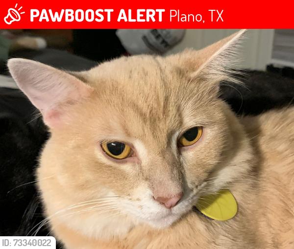 Lost Male Cat last seen Near Uxbridge Ln, Plano, TX 75025