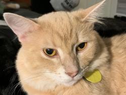 Lost Male Cat last seen Near Uxbridge Ln, Plano, TX 75025