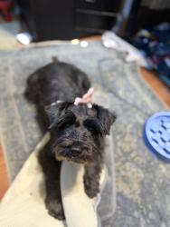 Reunited Female Dog last seen Harbor and Westminster, Garden Grove, CA 92843