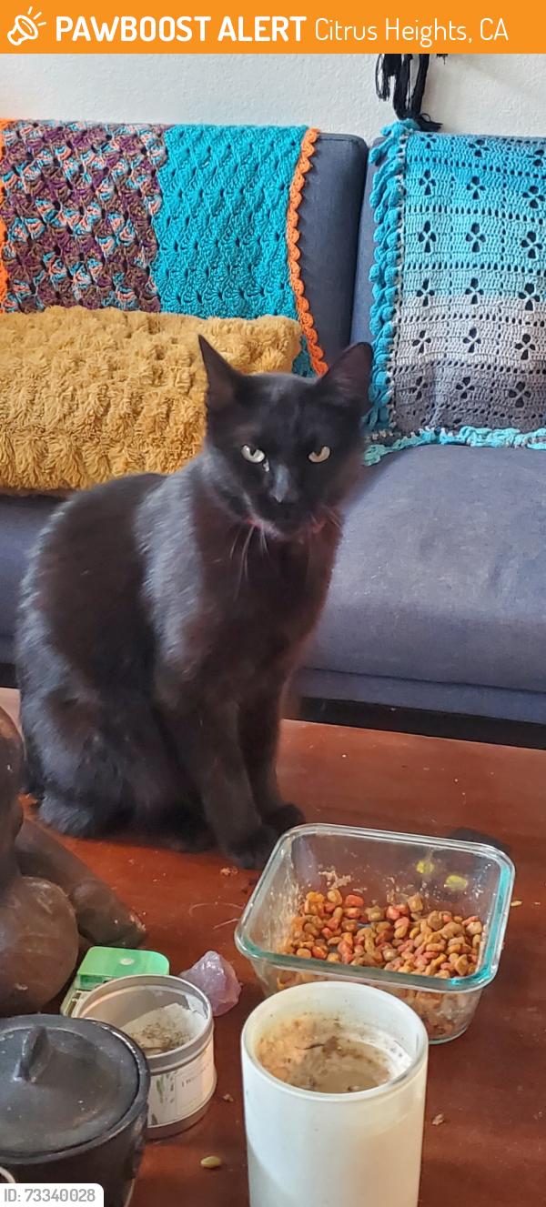 Found/Stray Female Cat last seen Tupelo and catamaran drive citrus heights ca, Citrus Heights, CA 95621