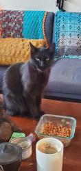 Found/Stray Female Cat last seen Tupelo and catamaran drive citrus heights ca, Citrus Heights, CA 95621