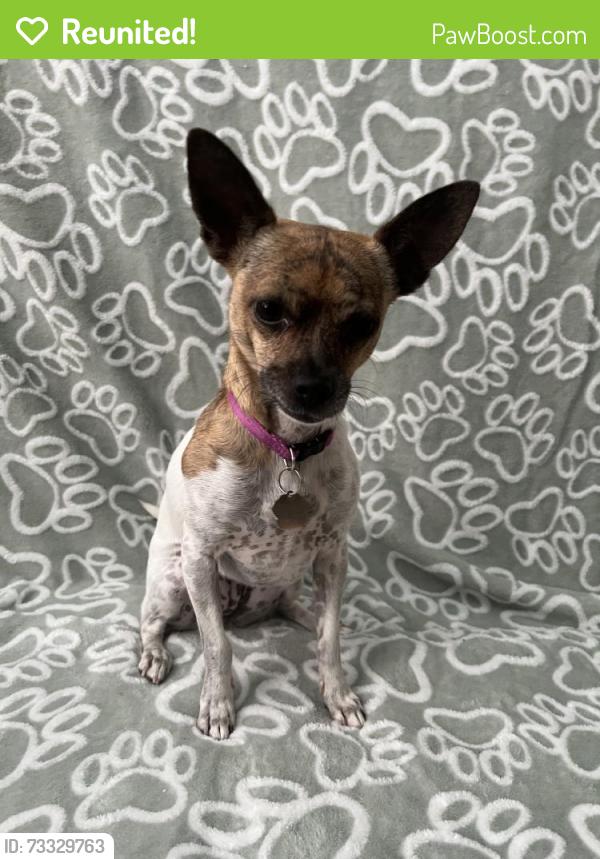 Reunited Female Dog last seen Near Mann St, Las Vegas, NV 89141, USA, Las Vegas, NV 89141
