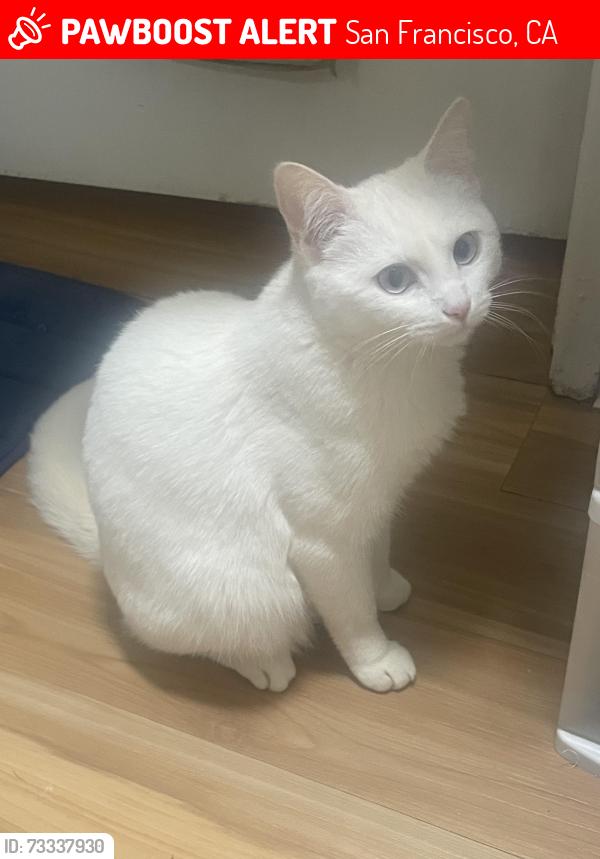 Lost Female Cat last seen Between 7th and 8th, San Francisco, CA 94103
