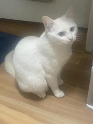 Lost Female Cat last seen Between 7th and 8th, San Francisco, CA 94103