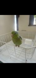 Lost Male Bird last seen 8th St. & PCH, Hermosa Beach, CA 90254