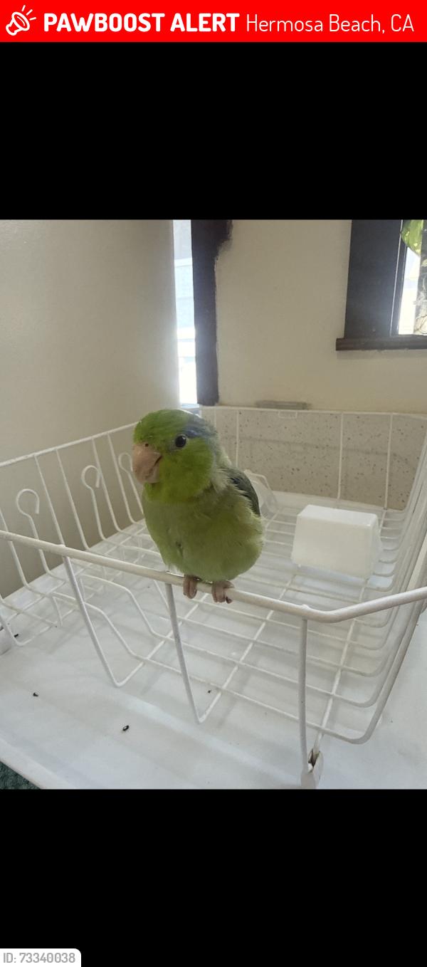 Lost Male Bird last seen 8th St. & PCH, Hermosa Beach, CA 90254