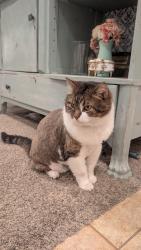 Lost Male Cat last seen Near south 1500 west woods cross, Woods Cross, UT 84054