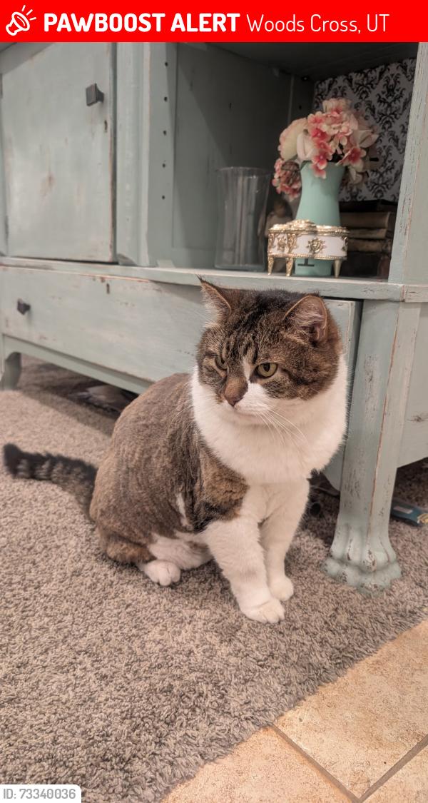 Lost Male Cat last seen Near south 1500 west woods cross, Woods Cross, UT 84054