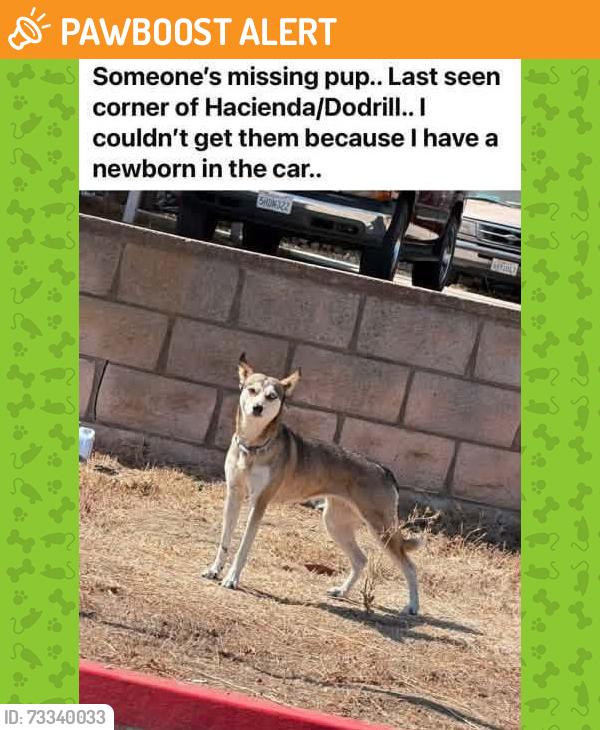 Found/Stray Unknown Dog last seen CVS Hacienda/Newton, Hacienda Heights, CA 91745