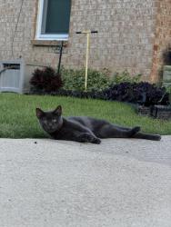 Lost Male Cat last seen Justin Water Tower, Justin, TX 76247
