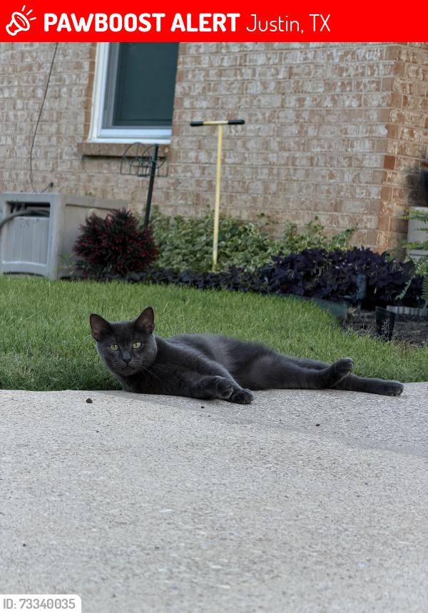 Lost Male Cat last seen Justin Water Tower, Justin, TX 76247