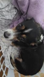 Lost Male Dog last seen Dixie highway, Lake Worth Beach, FL 33460