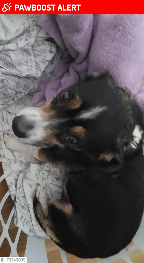 Lost Male Dog last seen Dixie highway, Lake Worth Beach, FL 33460