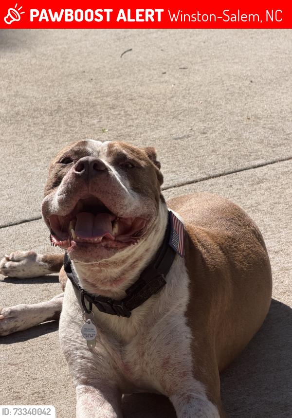 Lost Male Dog last seen Jamestown, Winston-Salem, NC 27106