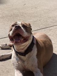 Lost Male Dog last seen Jamestown, Winston-Salem, NC 27106