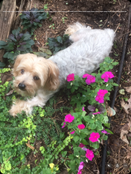Lost Male Dog last seen Habersham Trace & Nuckolls, Forsyth County, GA 30041