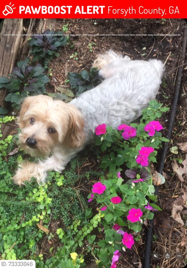 Lost Male Dog last seen Habersham Trace & Nuckolls, Forsyth County, GA 30041