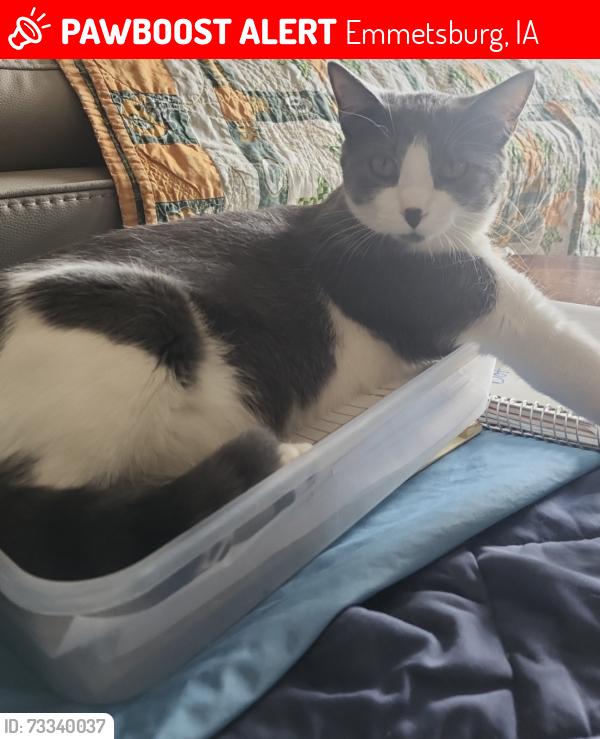 Lost Female Cat last seen 17th & Broadway, Emmetsburg, IA 50536
