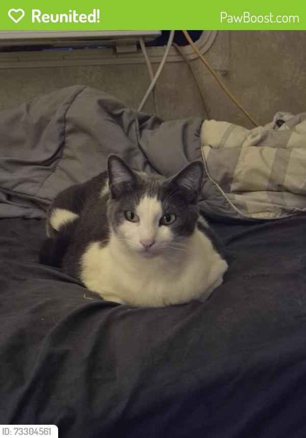 Reunited Male Cat last seen Olive tree ct,summerhill apmts, Best economy Inn and suites and motel 6, Bakersfield, CA 93308