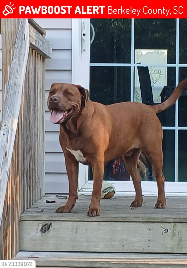 Lost Male Dog last seen Rootbranch Road Pineville, Berkeley County, SC 29468