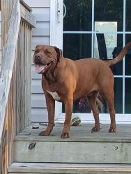 Lost Male Dog last seen Rootbranch Road Pineville, Berkeley County, SC 29468