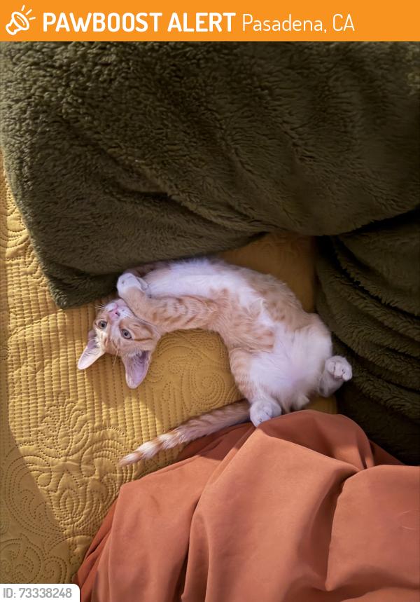 Found/Stray Male Cat last seen Howard St nearby the autoshop, Pasadena, CA 91103