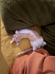 Found/Stray Male Cat last seen Howard St nearby the autoshop, Pasadena, CA 91103
