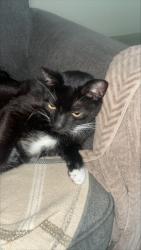 Found/Stray Unknown Cat last seen Corner of Dykes and Sheridan, Pembroke Pines, FL 33028