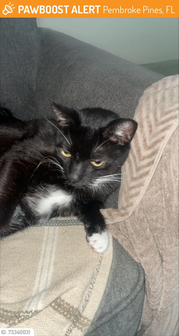 Found/Stray Unknown Cat last seen Corner of Dykes and Sheridan, Pembroke Pines, FL 33028